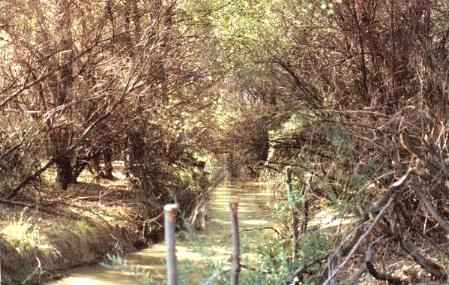  l' Aemar' sott' u vosc' 