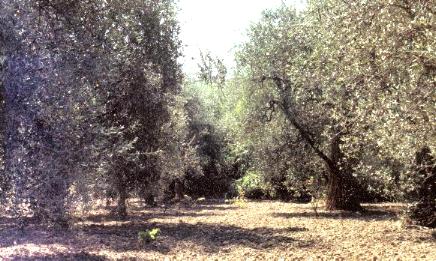  A terr' de tat' a l' Aemar', curat' da ze Toton' 