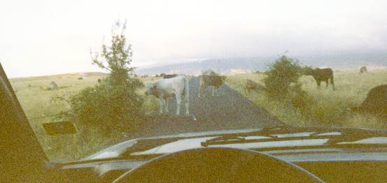 I vac so in libert, in du POLLINO, qua ma gia fat inquadra, e na sapiv cum fa